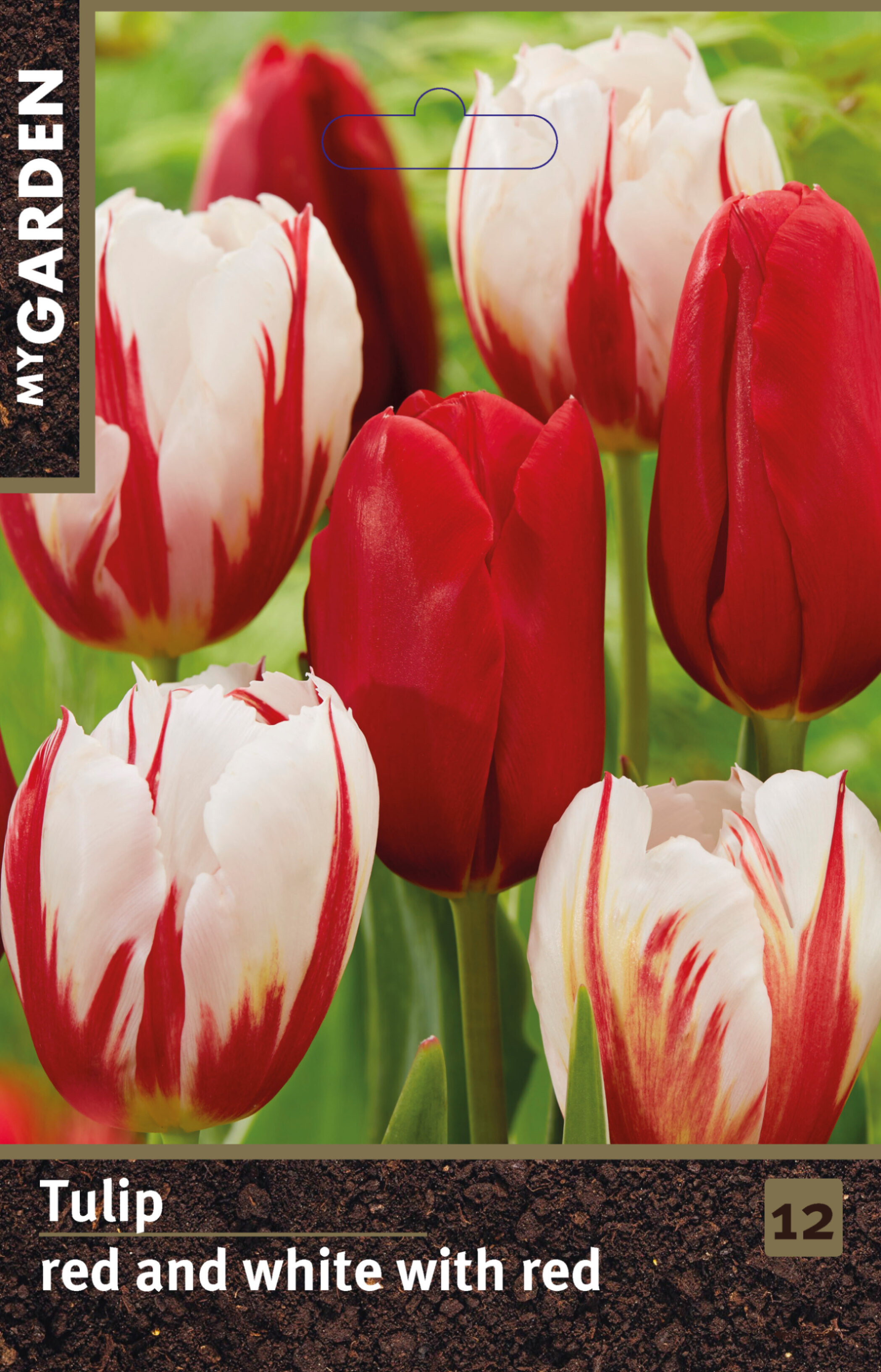 Тюльпан красный и белый с красным